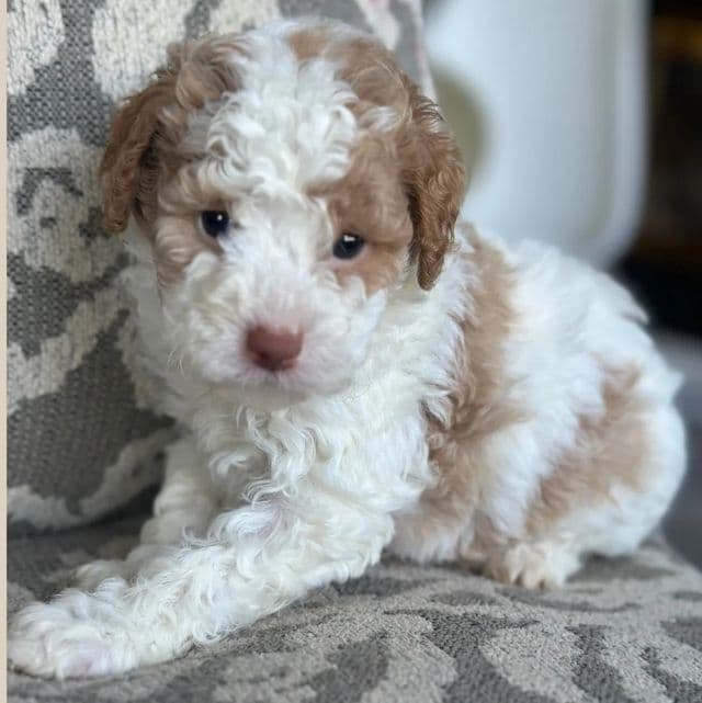 Valentino  - Toy Poodle Male
