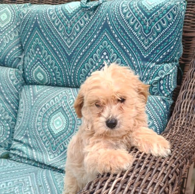 Martha - Maltipoo Female