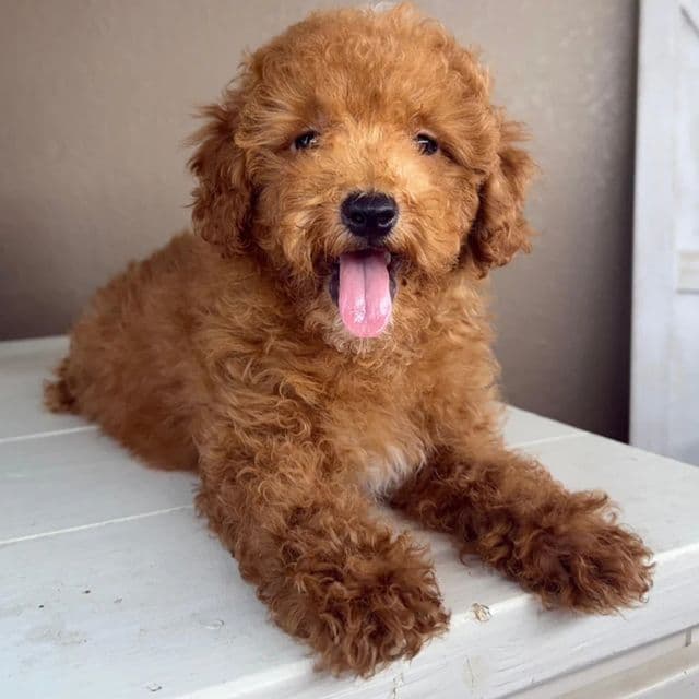 Dante - Goldendoodle Male