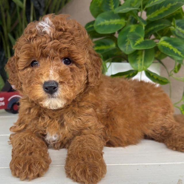 Theo - Goldendoodle Male