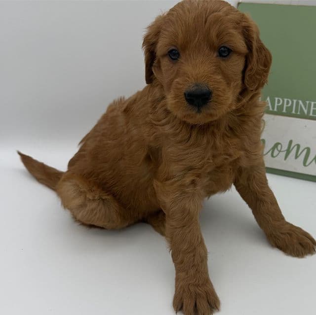 Gore - Goldendoodle Male