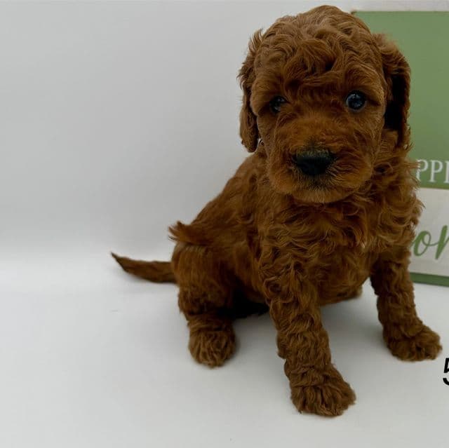 Howie  - Goldendoodle Male