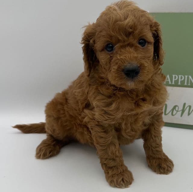Leah - Goldendoodle Female