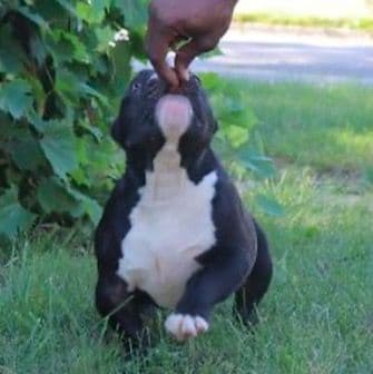 Capone - American Bully Male
