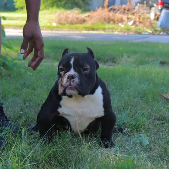 Capone - American Bully Male