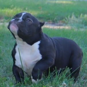Capone - American Bully Male
