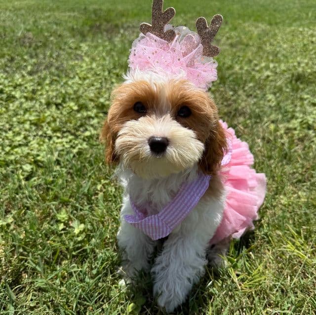 Mia Purple Girl - Cavapoo Female