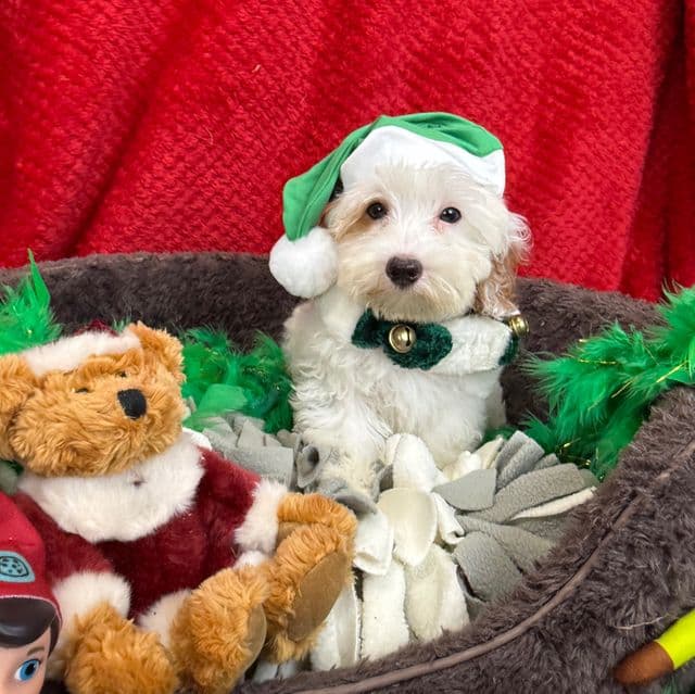Mia Green Boy - Cavapoo Male