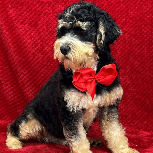 Hank - Bernedoodle Male