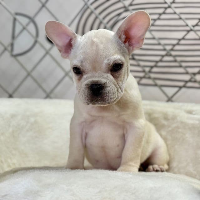 Lilly - French Bulldog Female