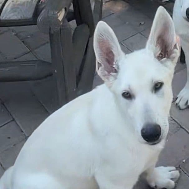 Mellow yellow - German Shepherd Dog Male