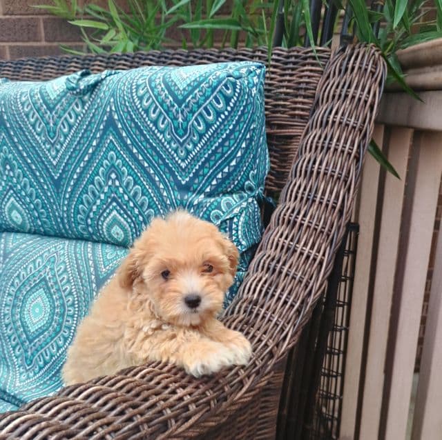 Marion - Maltipoo Female