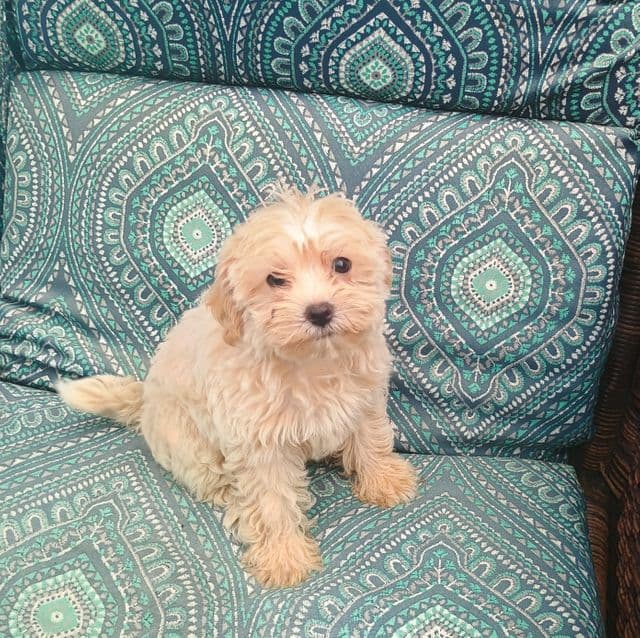 Mary - Maltipoo Female