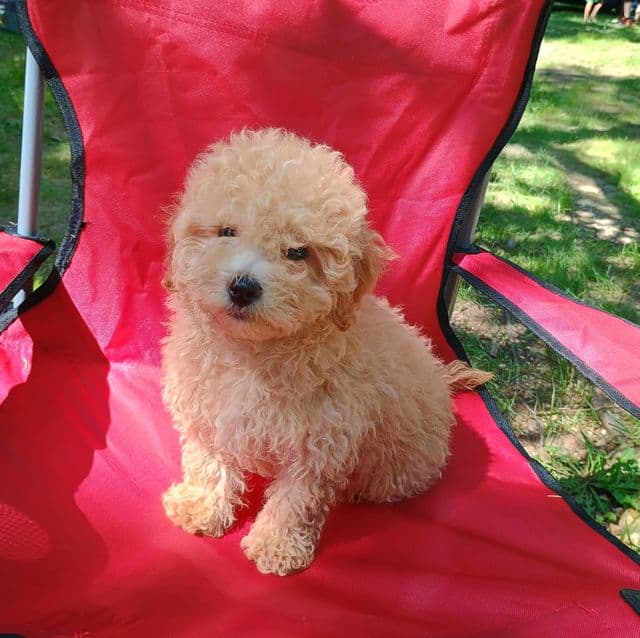 Phillip - Maltipoo Male