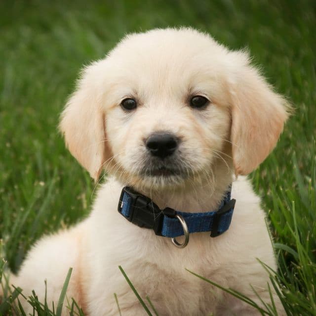 Tango - Golden Retriever Male