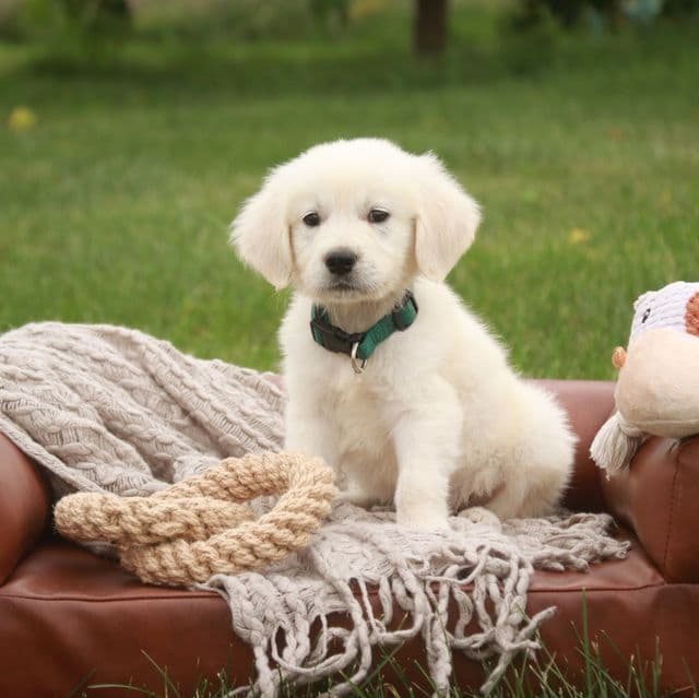 Tex - Golden Retriever Male