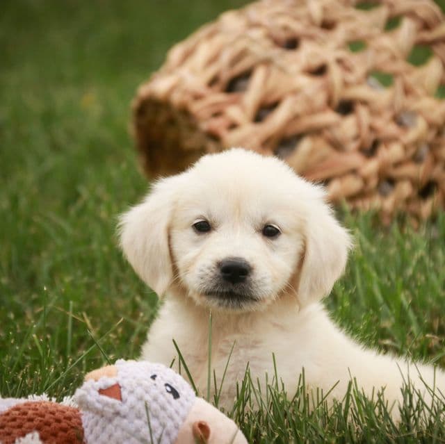 Tova - Golden Retriever Female