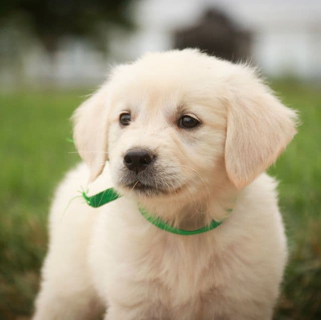 Tawny - Golden Retriever Female
