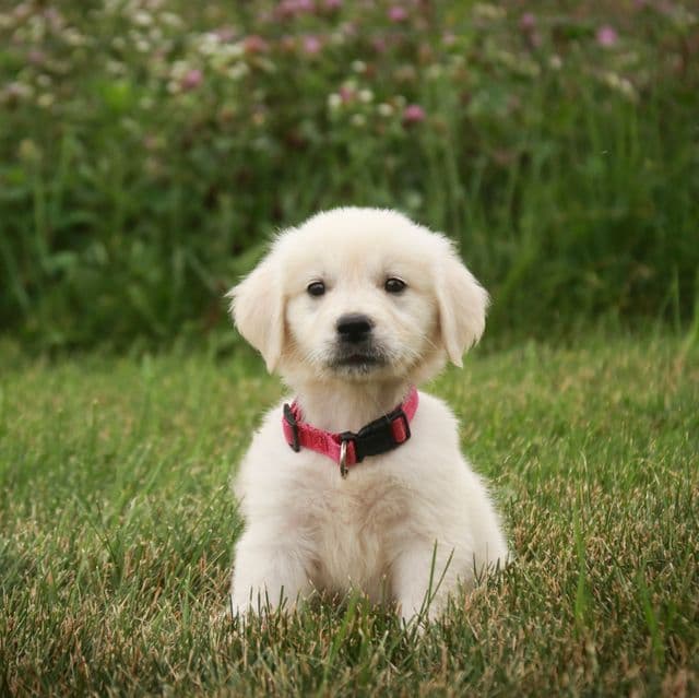 Tansy - Golden Retriever Female