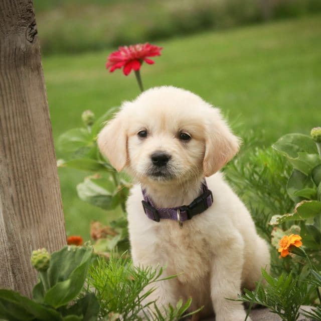 Tallulah - Golden Retriever Female