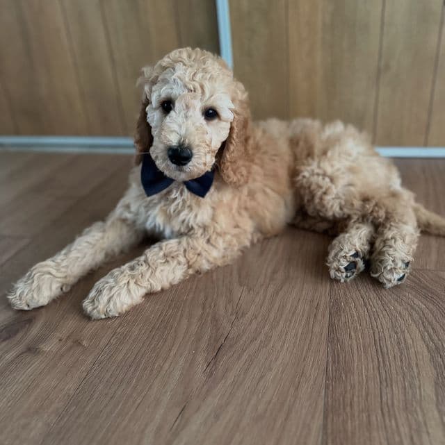 Jack - Goldendoodle Male