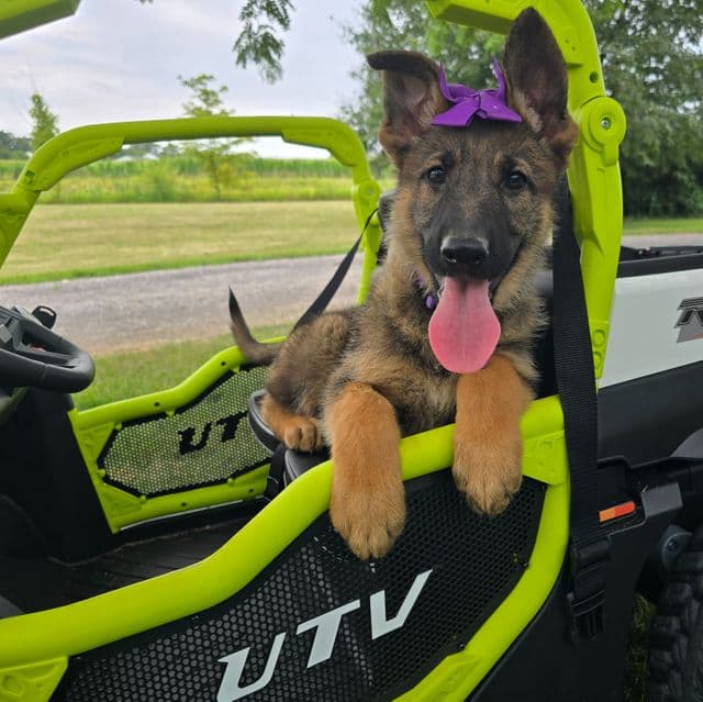 Beauty - German Shepherd Dog Female
