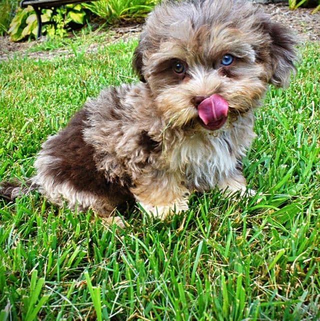Dixie - Havapoo Female