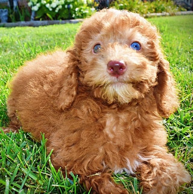 Ginger - Havapoo Female