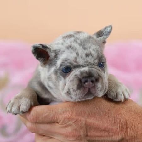 Davis - lilac &Tan carrier isabella & fluffy - French Bulldog Male