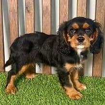 Winston - Cavalier King Charles Spaniel Male