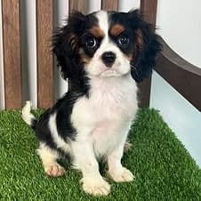 Walker - Cavalier King Charles Spaniel Male