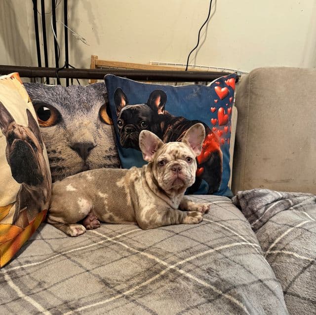 Puppy 1 - French Bulldog Female