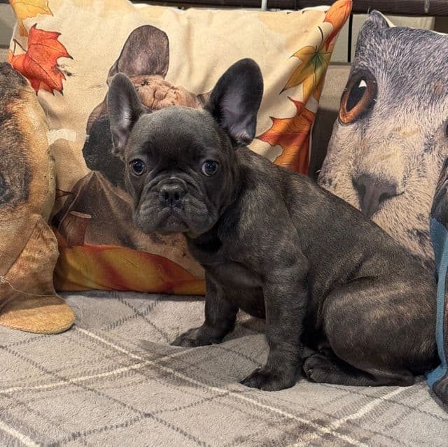 Puppy 7 - French Bulldog Female