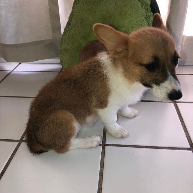 Girl 1 - Pembroke Welsh Corgi Female