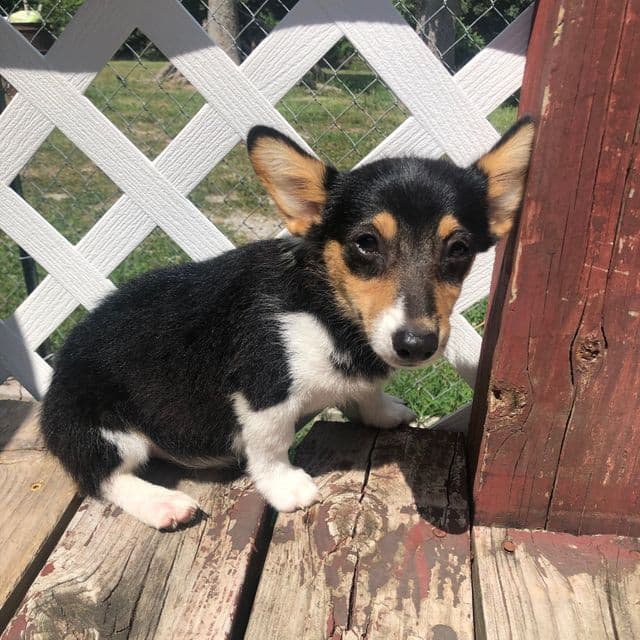 Girl 2 - Pembroke Welsh Corgi Female