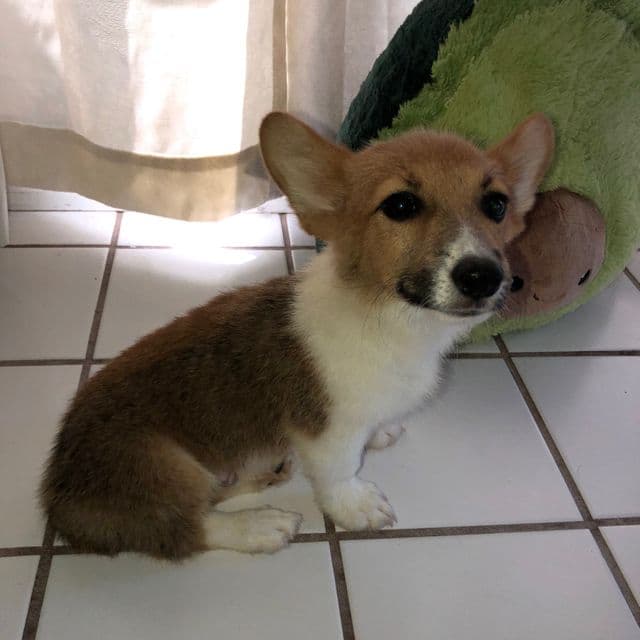 Boy 2 - Pembroke Welsh Corgi Male