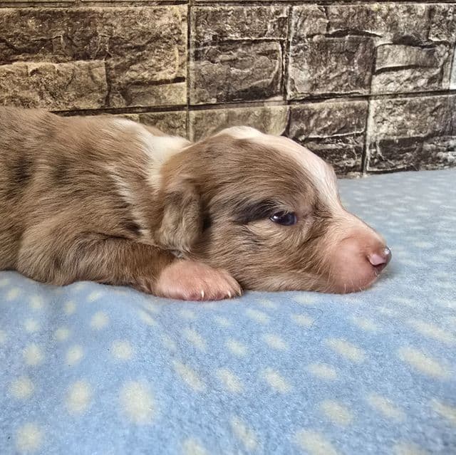 Marshall - Australian Shepherd Male