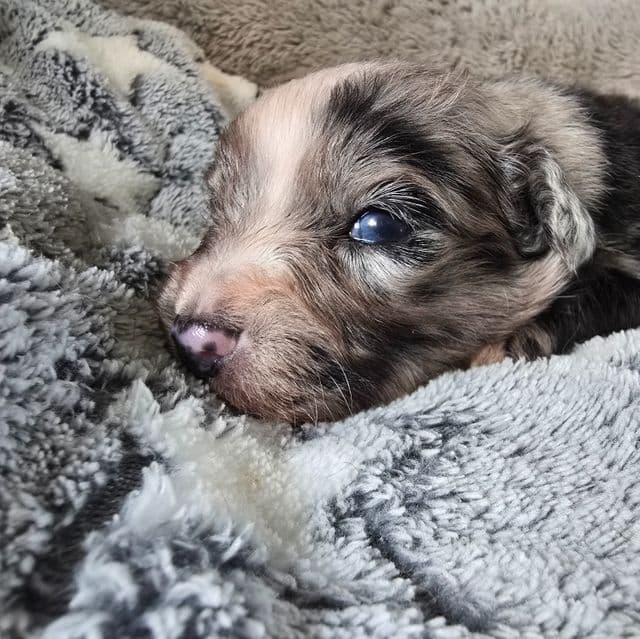 Jasper - Australian Shepherd Male