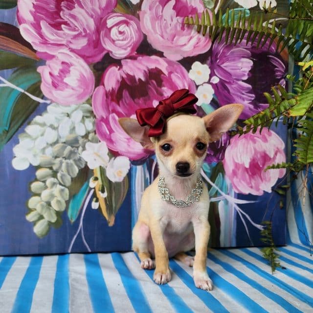 Elsie - Chihuahua Female