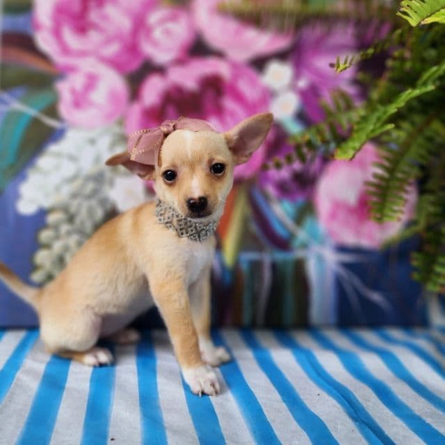 Ella - Chihuahua Female