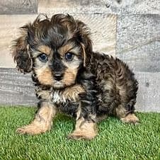 Willa - Cavapoo Female