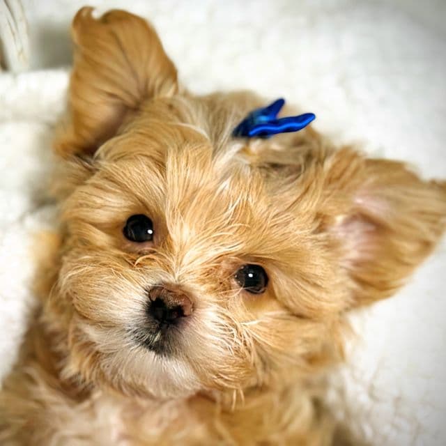 Red Collar Boy - Maltipoo Male