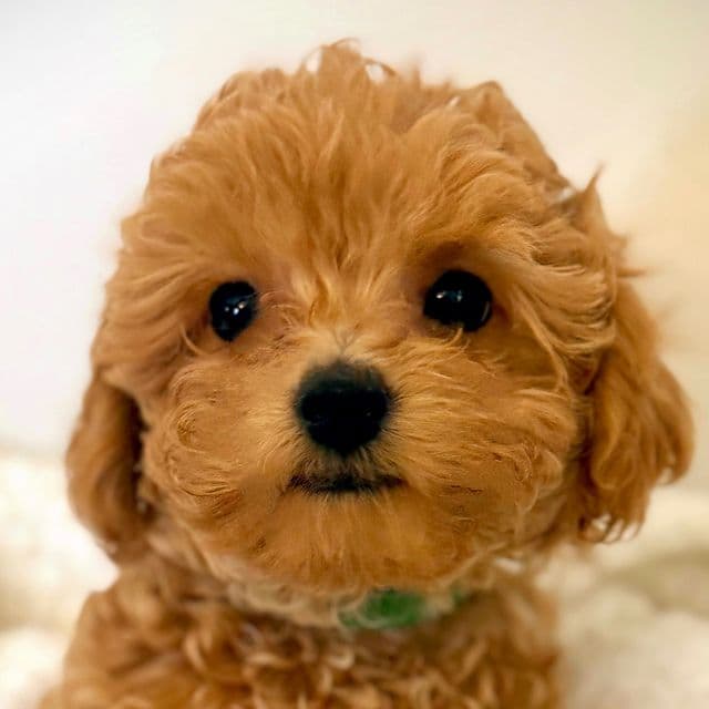 Green Collar Boy - Maltipoo Male