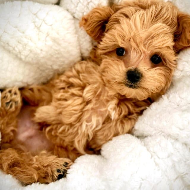 Yellow Collar Boy - Maltipoo Male