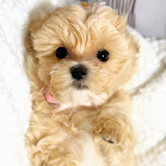 Light Pink Girl - Maltipoo Female