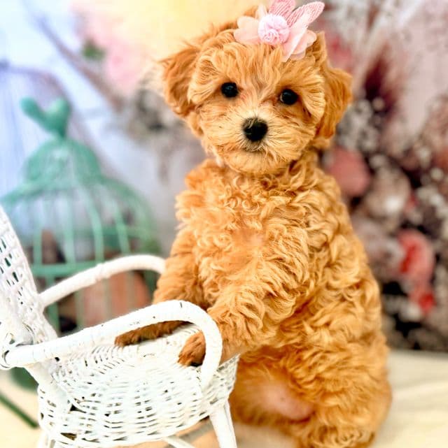 Purple Girl - Maltipoo Female