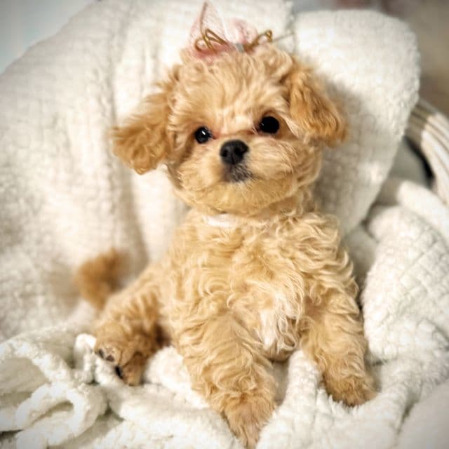 White Collared Girl - Maltipoo Female