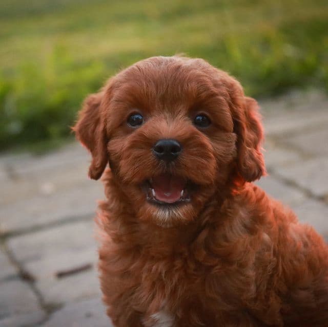 Monty - Cavapoo Male