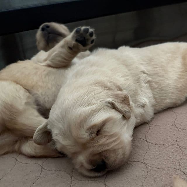Willow - Golden Retriever Female