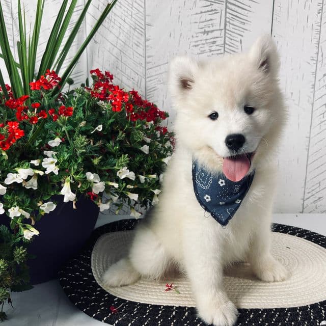 Charlie - Samoyed Male